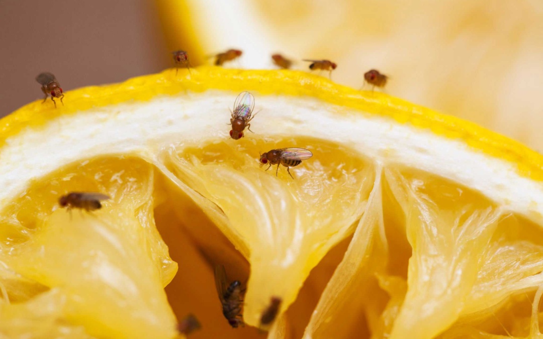 Fruchtfliegen im Herbst – was tun? 