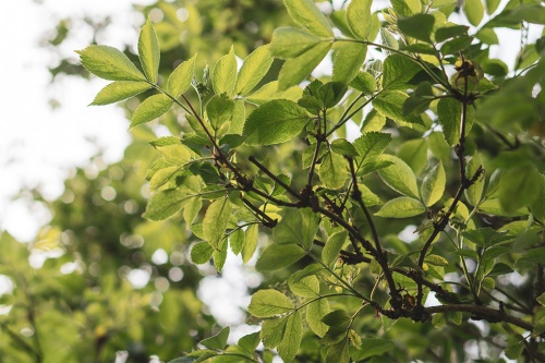 Laubbäume
