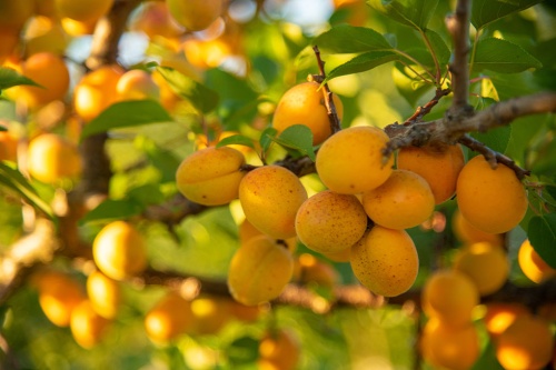 Obstbäume