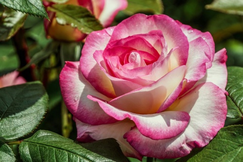 Rosen